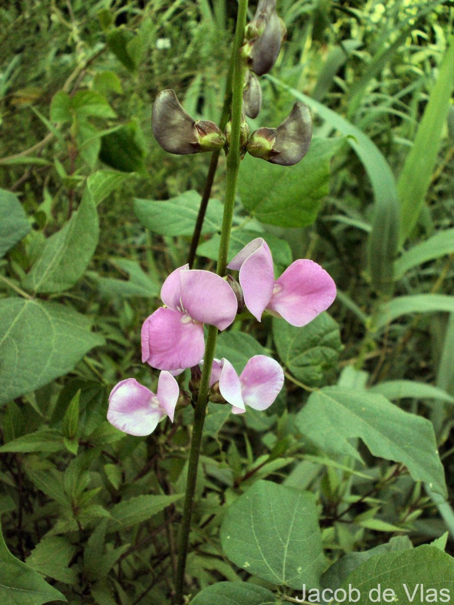 Lablab purpureus (L.) Sweet